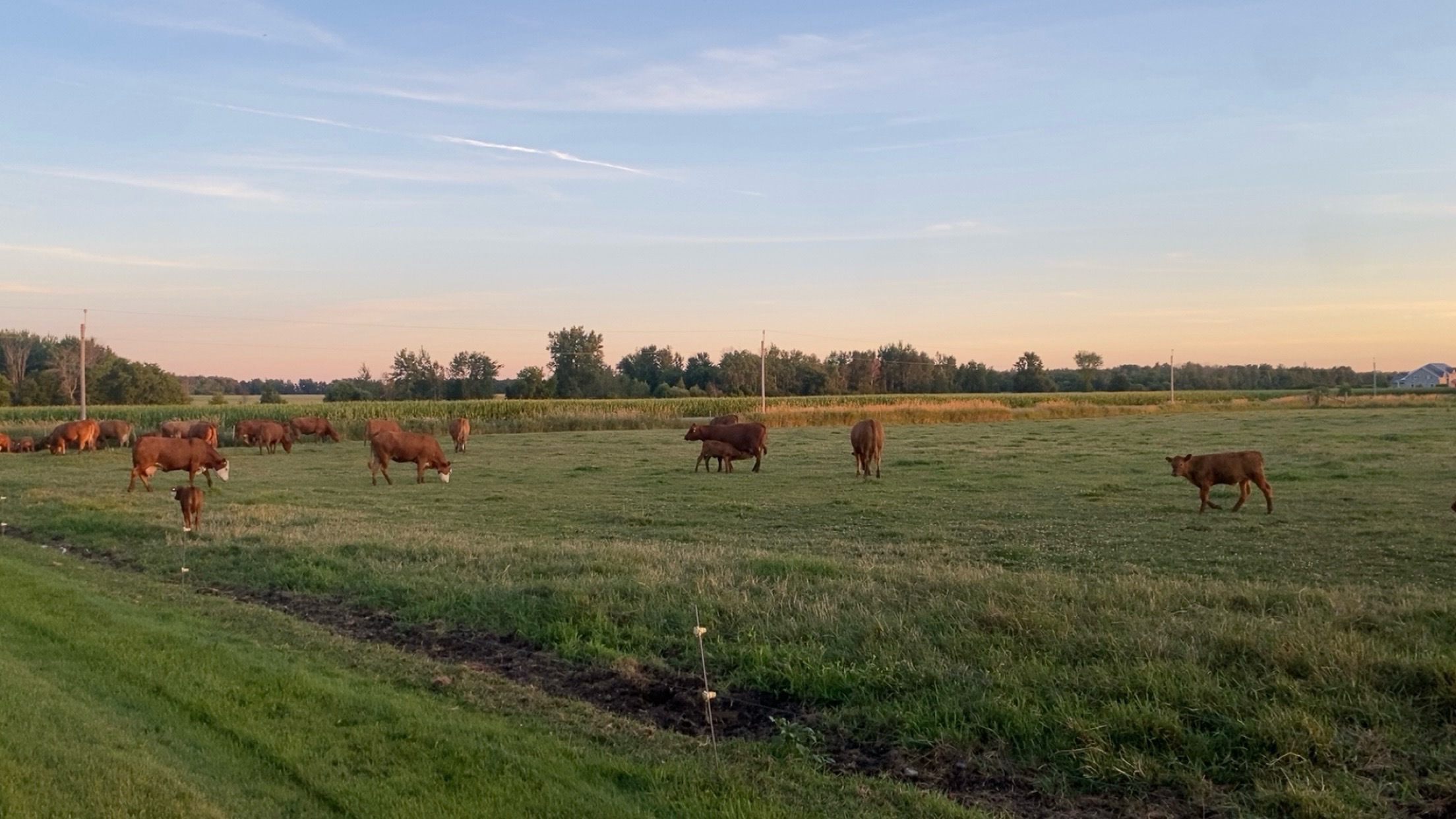 Cattle grazing in a field